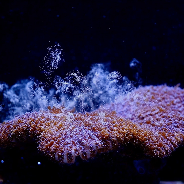 coral spawning