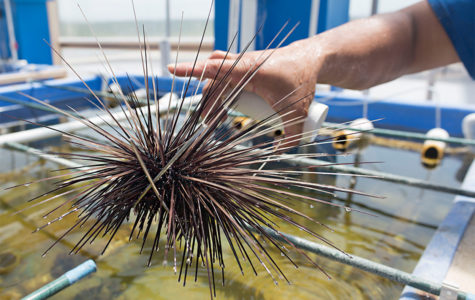 diadema broodstock