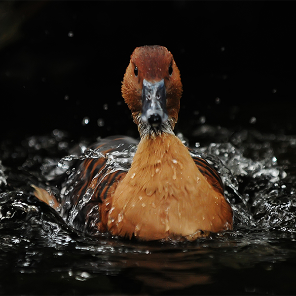 duck_in_water