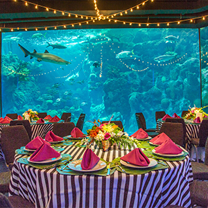 evening_event_set_up_coral_reef