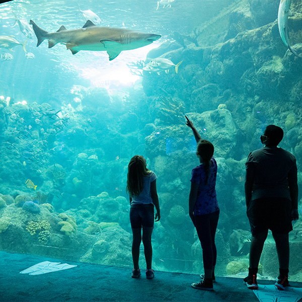 family looking at sand tiger shark