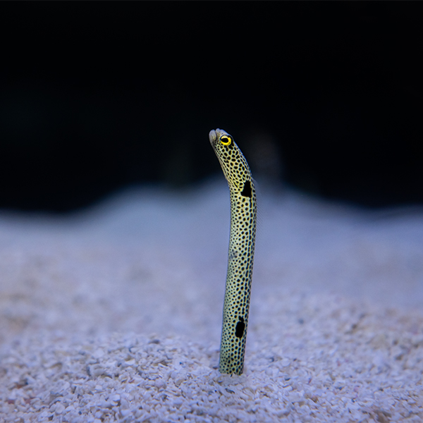 garden eel