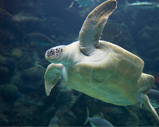 green sea turtle