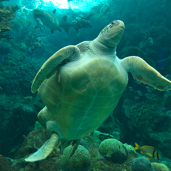 green_sea_turtle_swimming