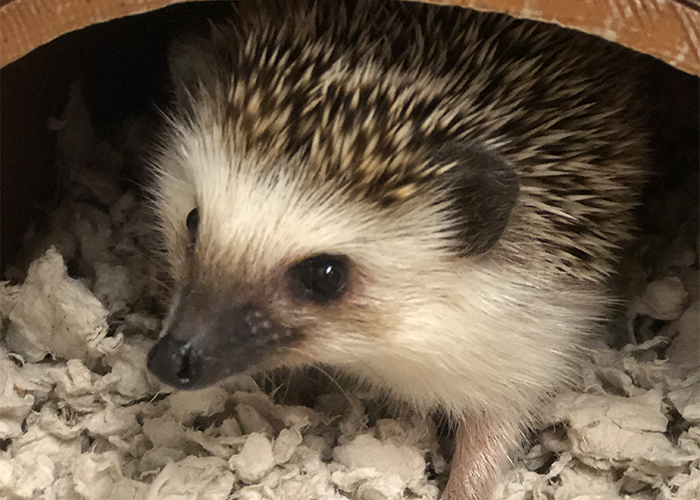 hedgehog