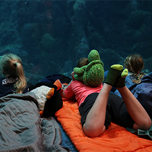 kids sleeping at aquarium