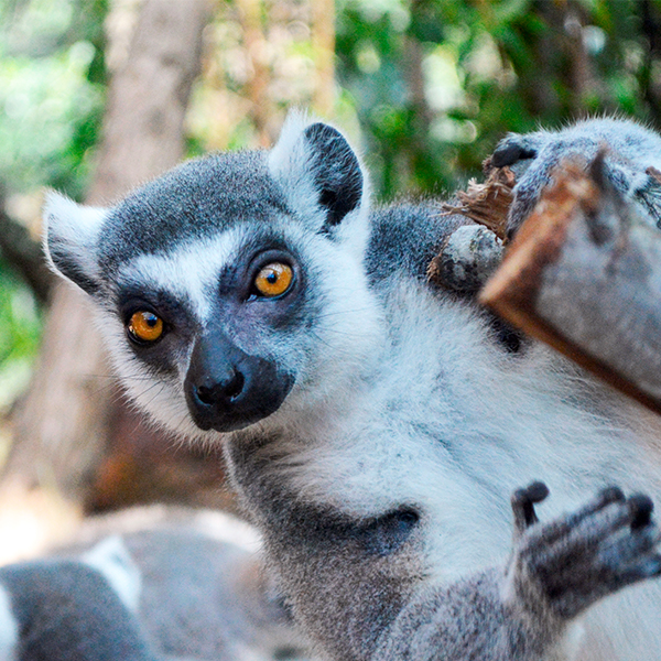 ring tailed lemur