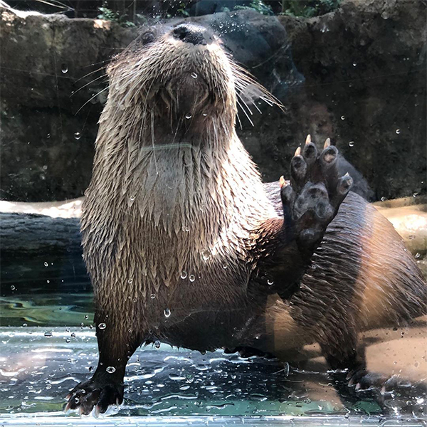 North American River Otter