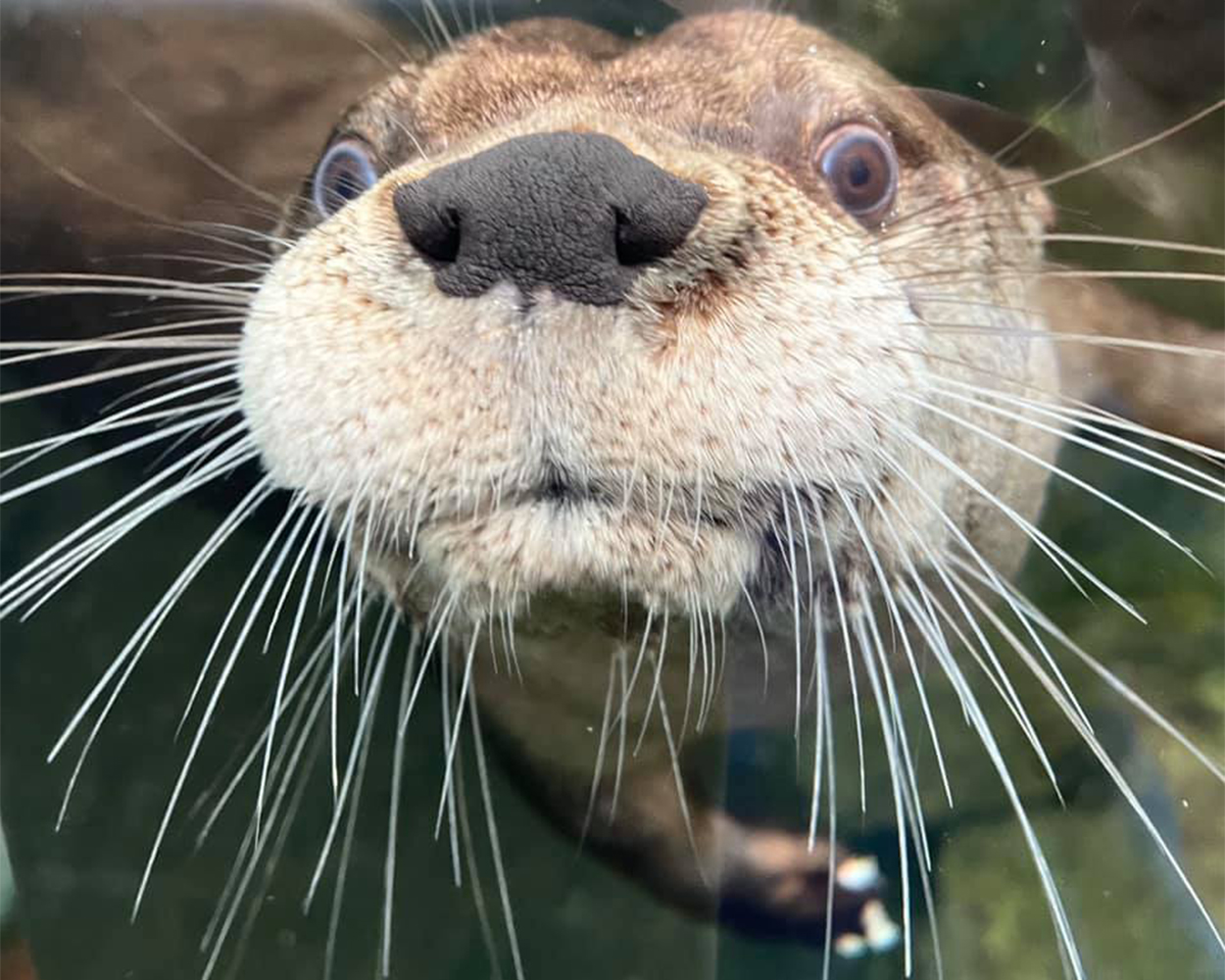 north american river otter close