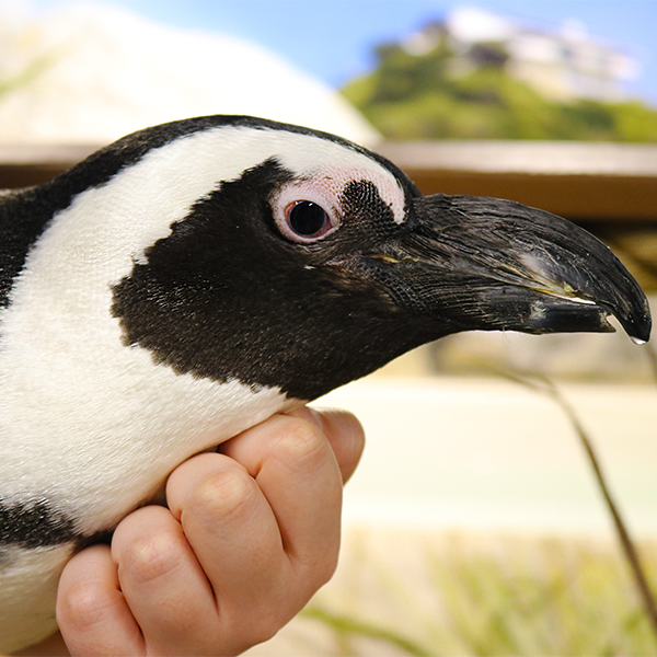 african penguin