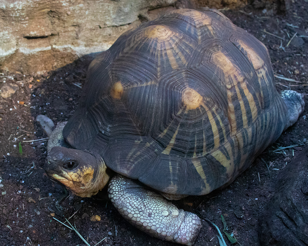 radiated tortiose