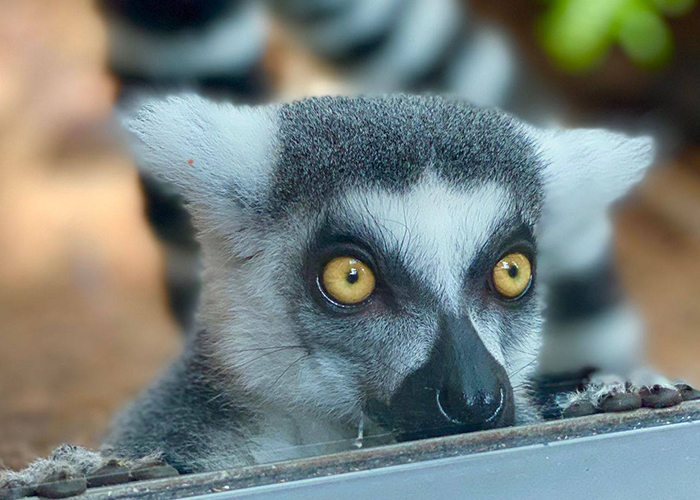 ring tailed lemur