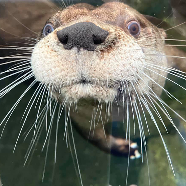 north american river otter close up