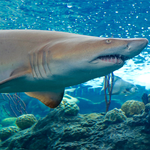 Sand Tiger Shark