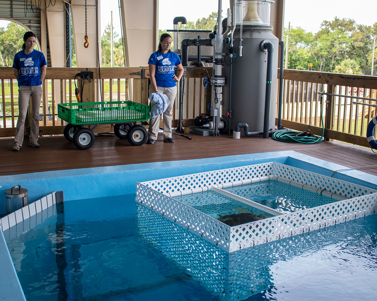 sea turtle deep dive pool