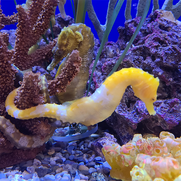 seahorse