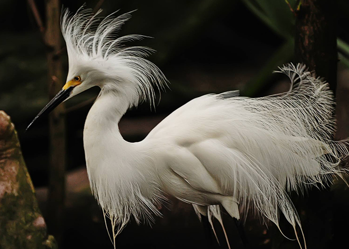snowy_egret