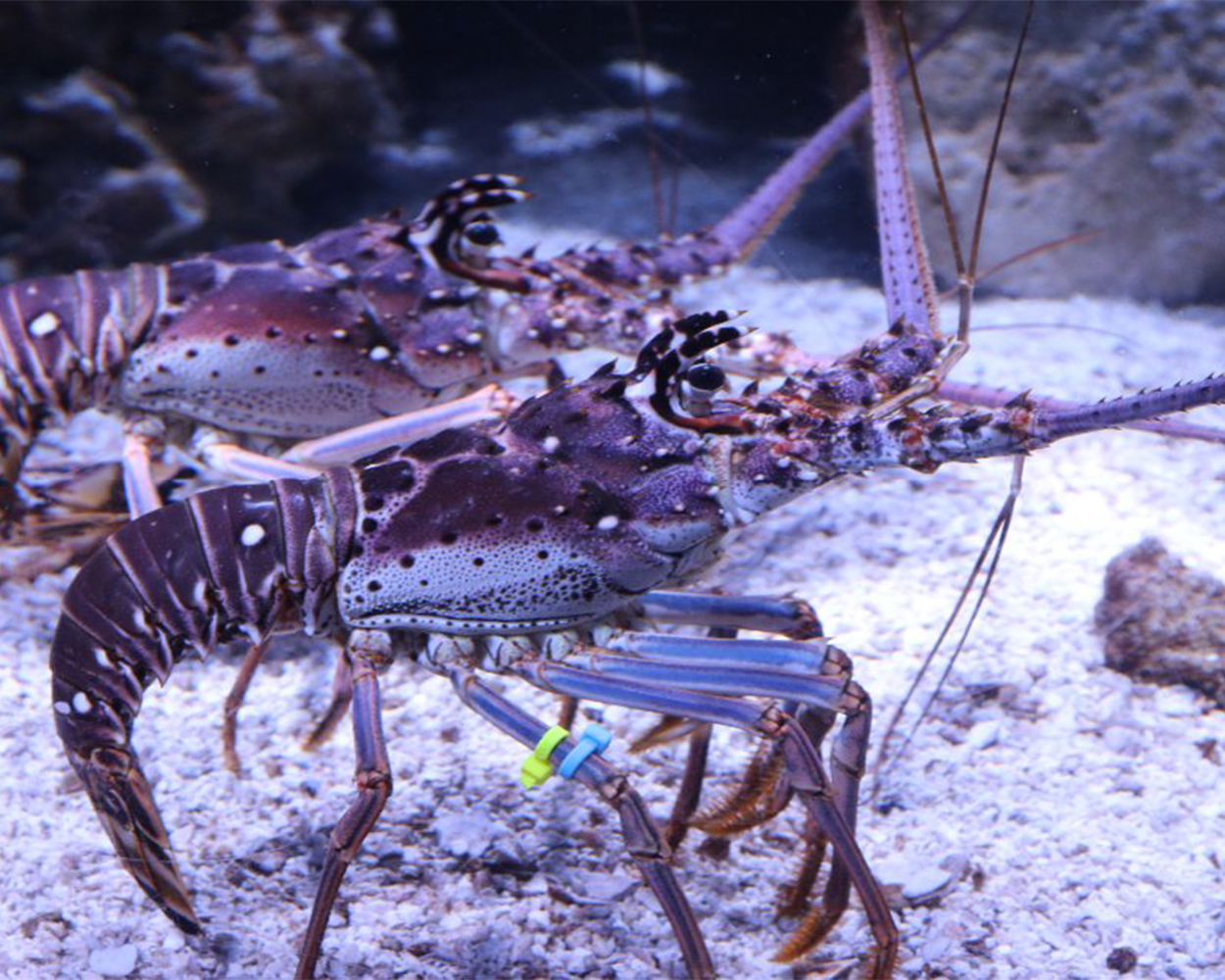 two_lobsters