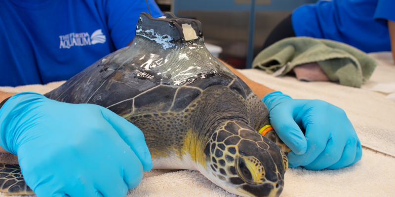 Satellite Tagged Sea Turtle