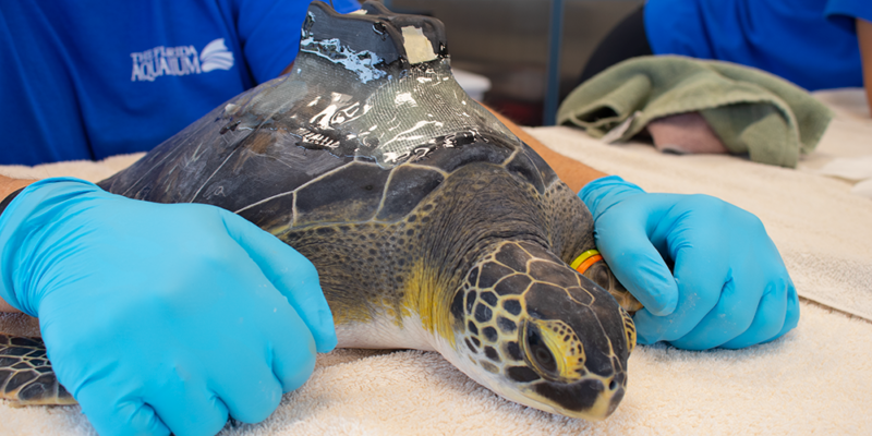 Satellite Tagged Sea Turtle