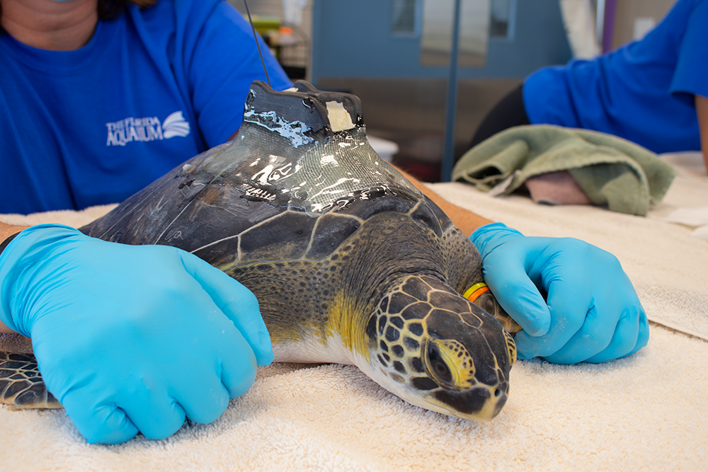 Sea Turtle Tracking The Florida Aquarium