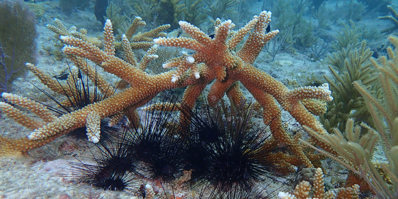 Long-Spined Sea Urchins Under Coral