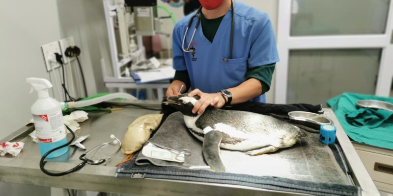 Sanccob surgical table with a penguin on it