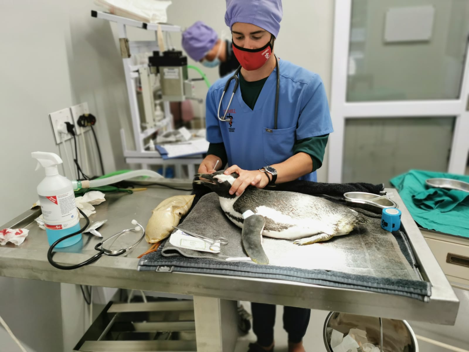 Sanccob surgical table with a penguin on it