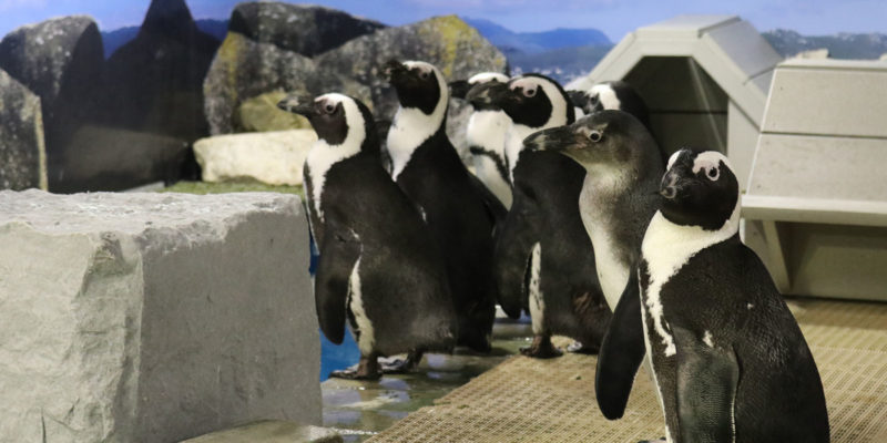 The Florida Aquarium's Newest Penguins