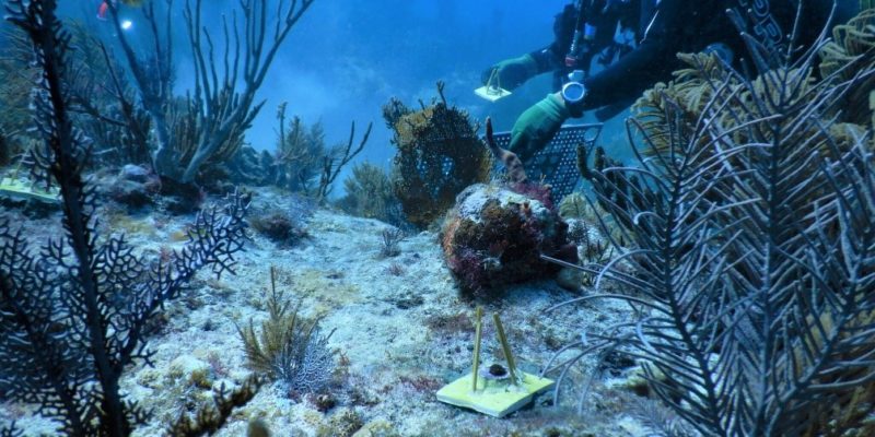 diver_returning_young_corals_to_reef_with_bamboo_tents