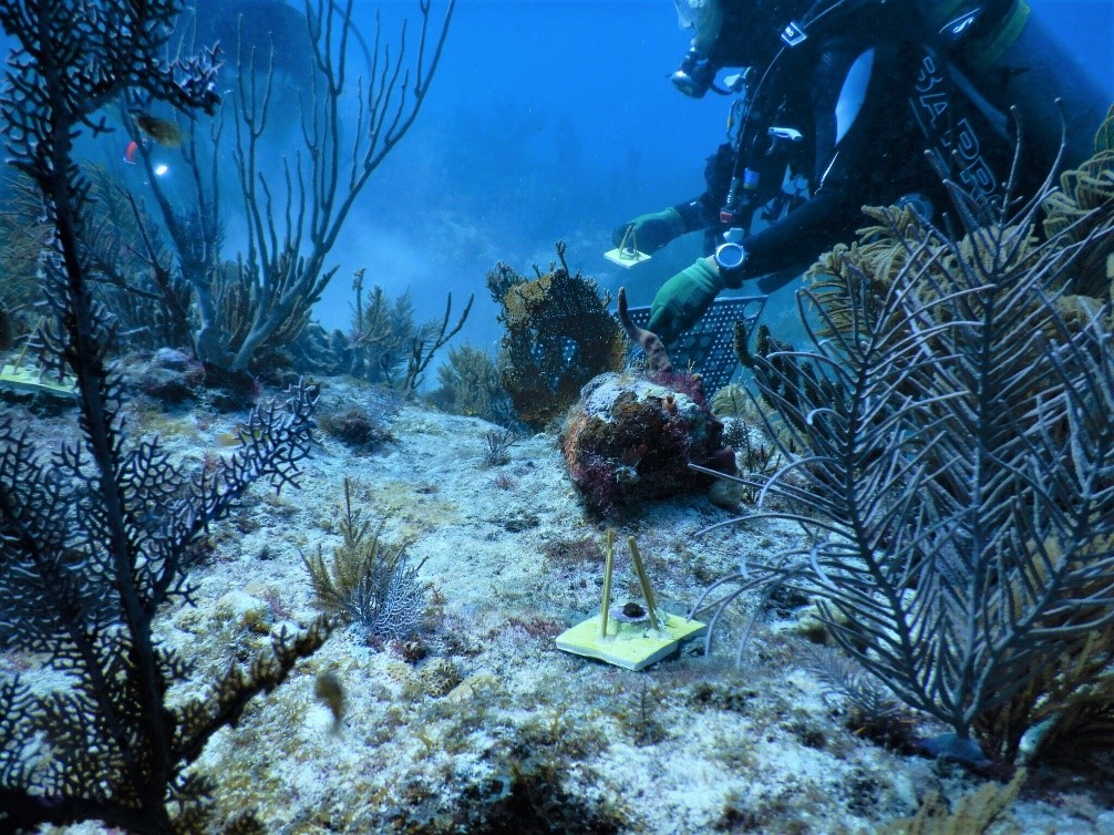 diver_returning_young_corals_to_reef_with_bamboo_tents