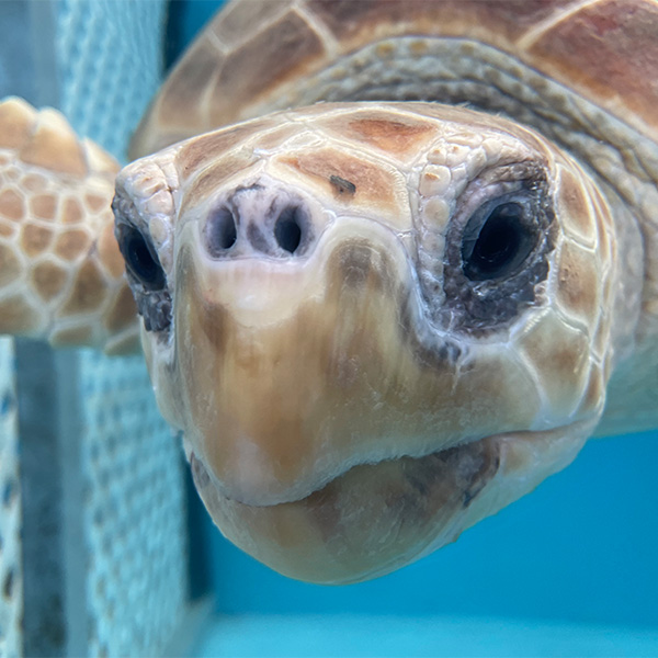 monty_loggerhead_sea_turtle_swimming