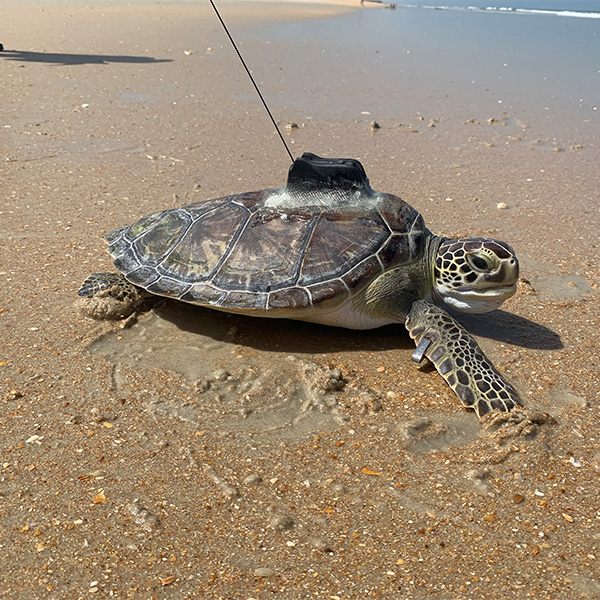 cassi_loggerhead_sea_turtle_walking_to_ocean