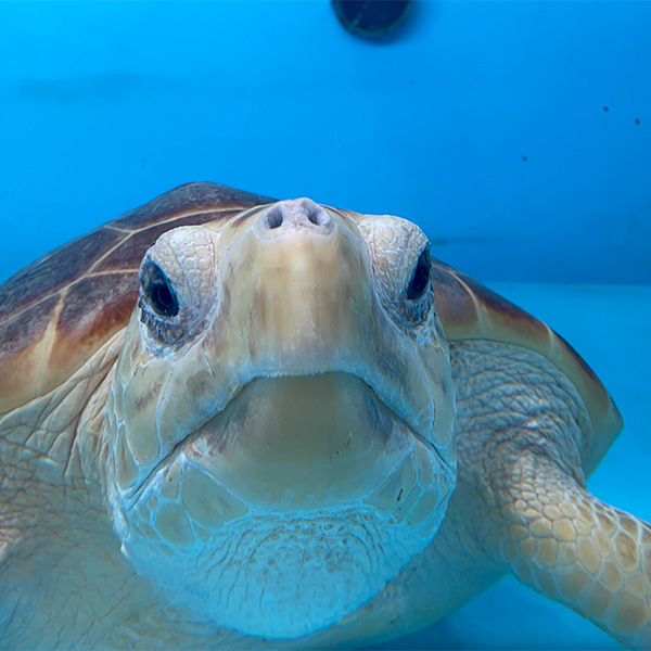 fusa_sea_turtle_swimming