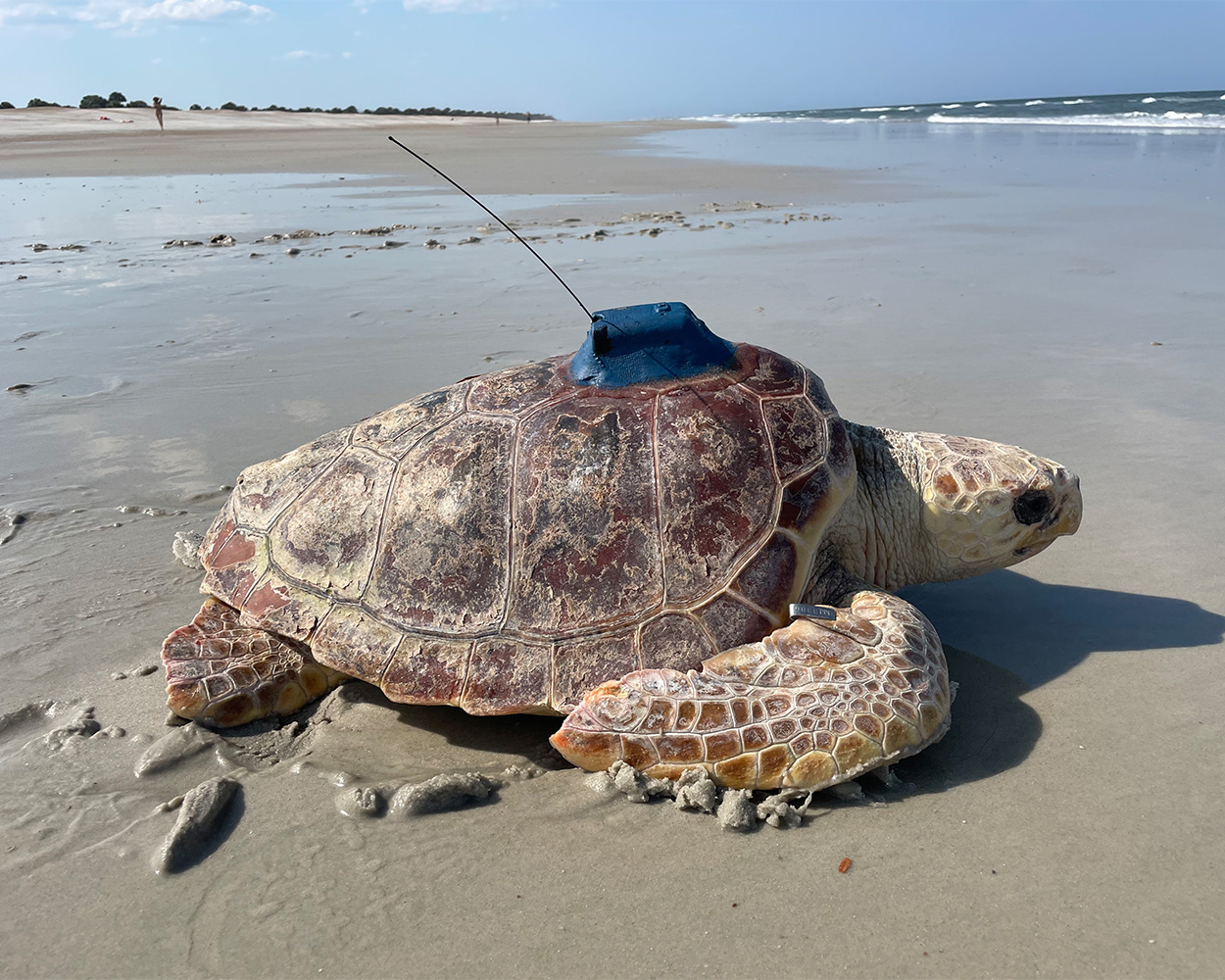 loggerhead_sea_turtle_going_into_ocean_with_satellite_tag