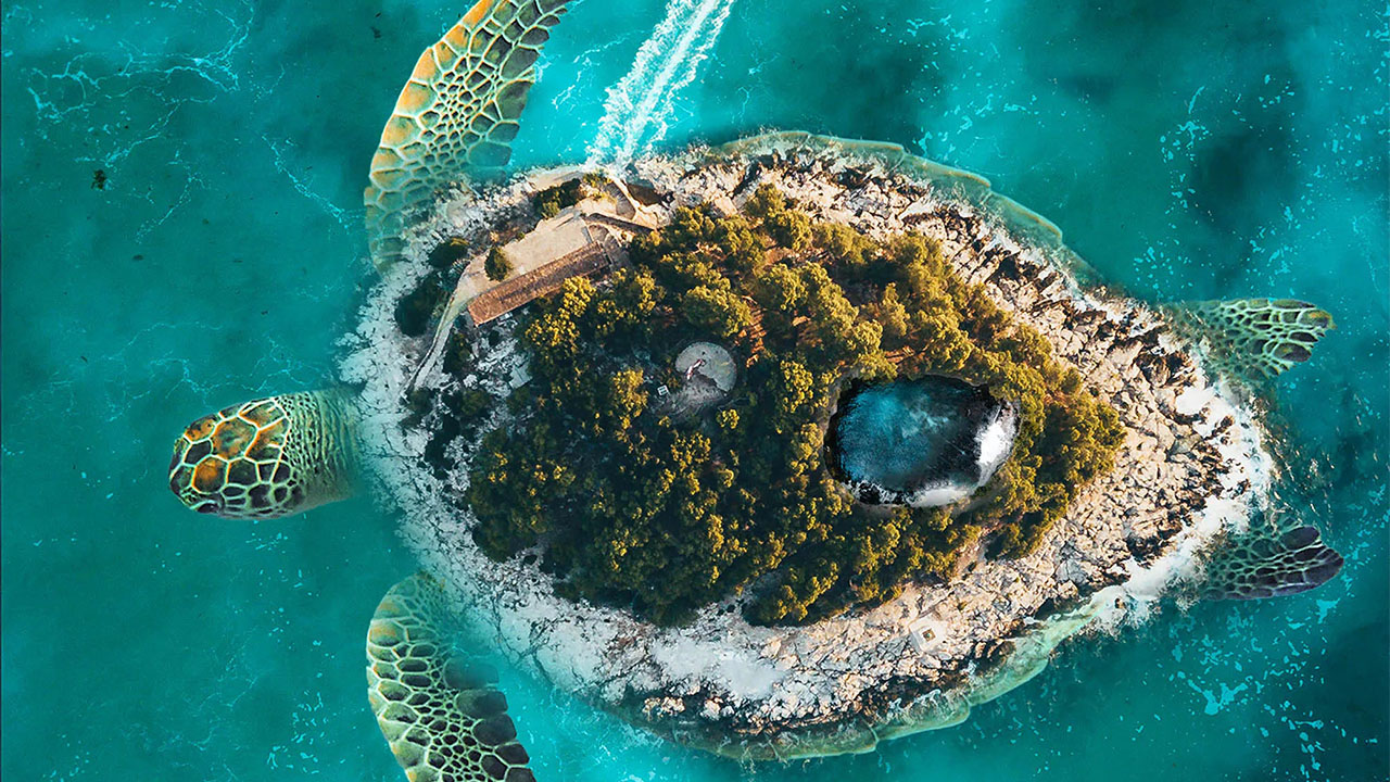 turtle swimming with earth on back_1280x720