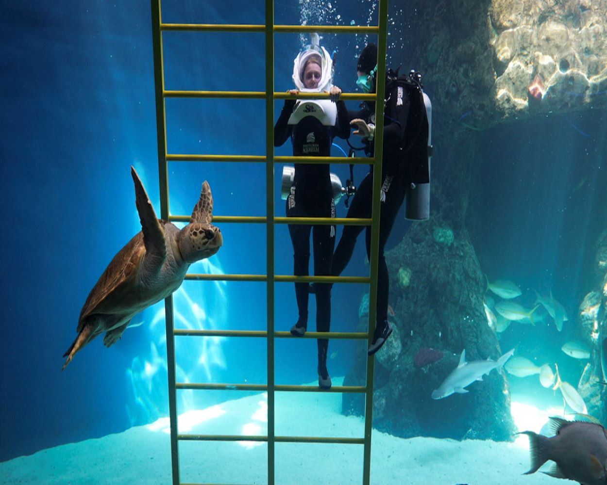 florida aquarium underwater walking tour