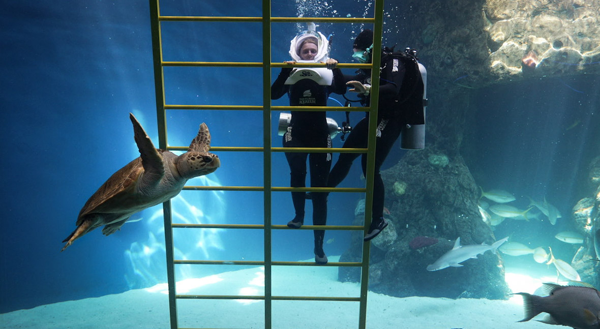 sea trek helmet diving florida