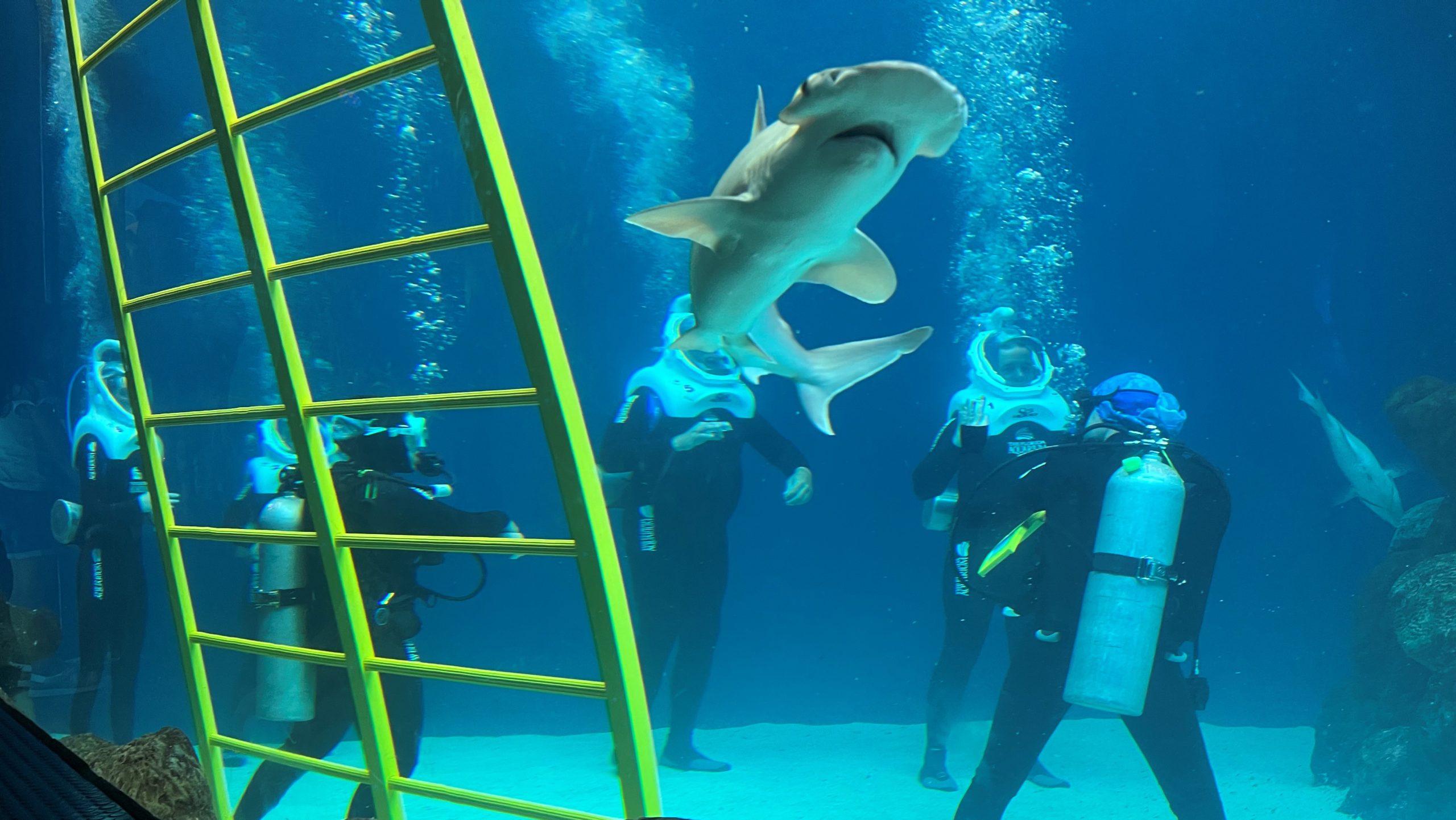 florida aquarium underwater walking tour