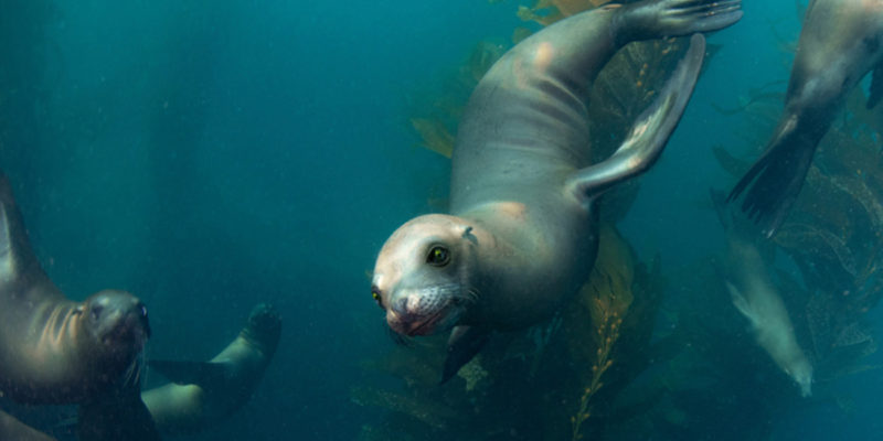 sea_lions_swimming_desktop