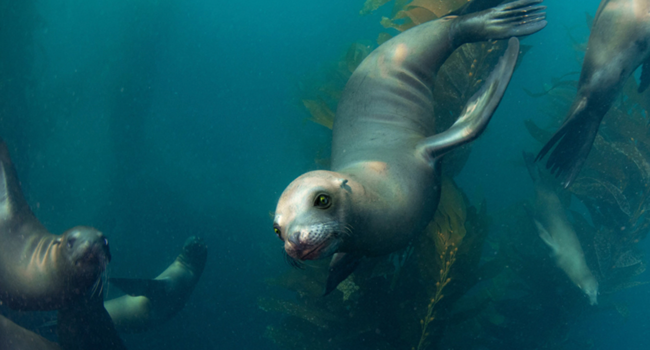 sea_lions_swimming_desktop