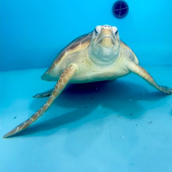 https://www.flaquarium.org/wp-content/uploads/2022/08/sid_loggerhead_sea_turtle_600x600.jpg