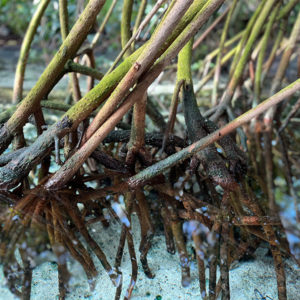 mangrove_roots_in_the_water_mobile