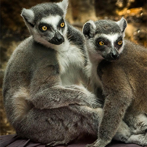 two lemurs_300x300