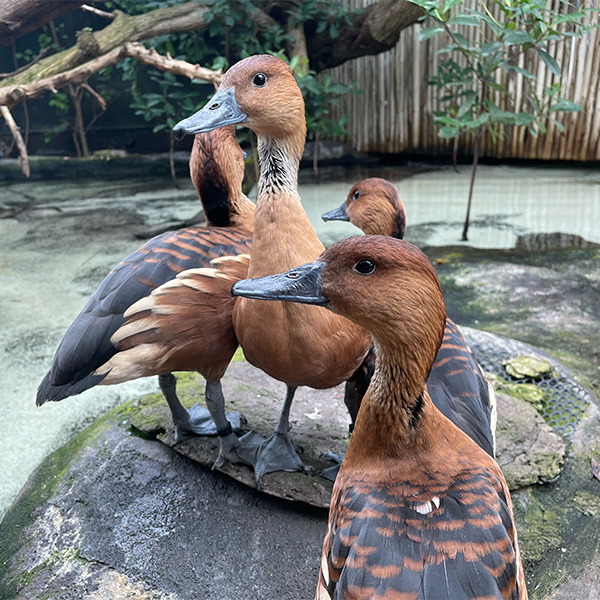 fulvous whistling ducks_600x600