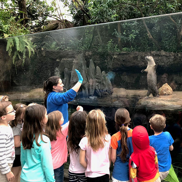 a female employee wearing blue shirt holds up her hand in a blue glove and north american river otter is standing up on its hind legs as a group of children watch