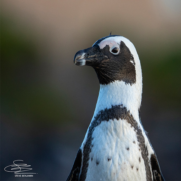 african penguin standing up and looking left. photo credit steve benjamin