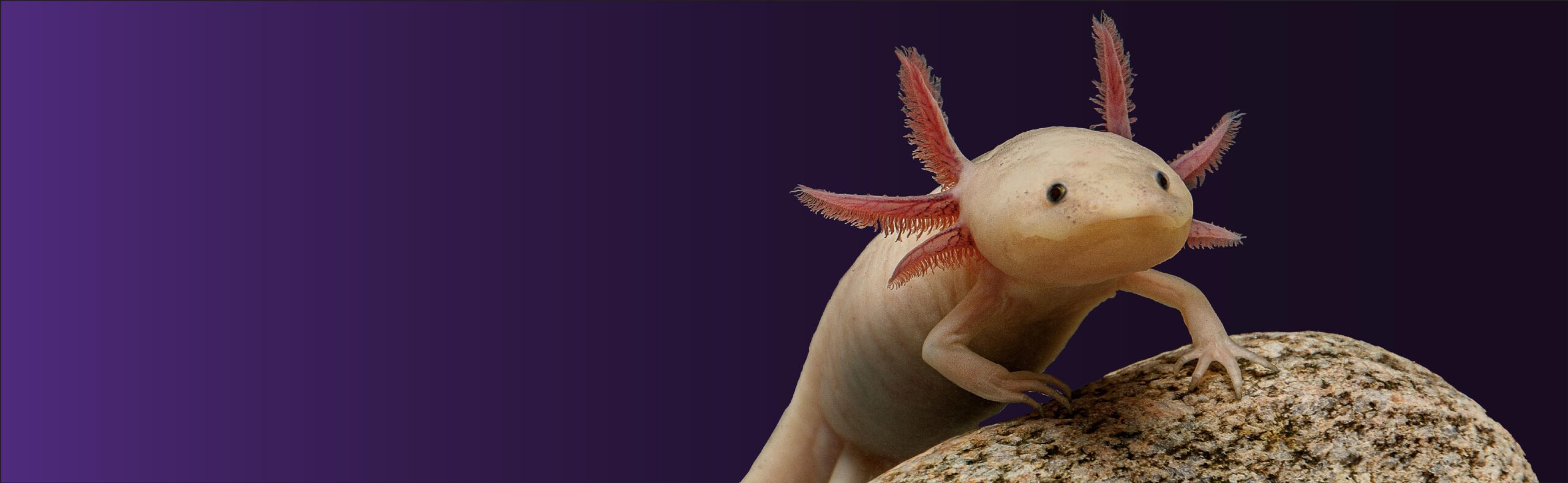 axolotl on rock_desktop