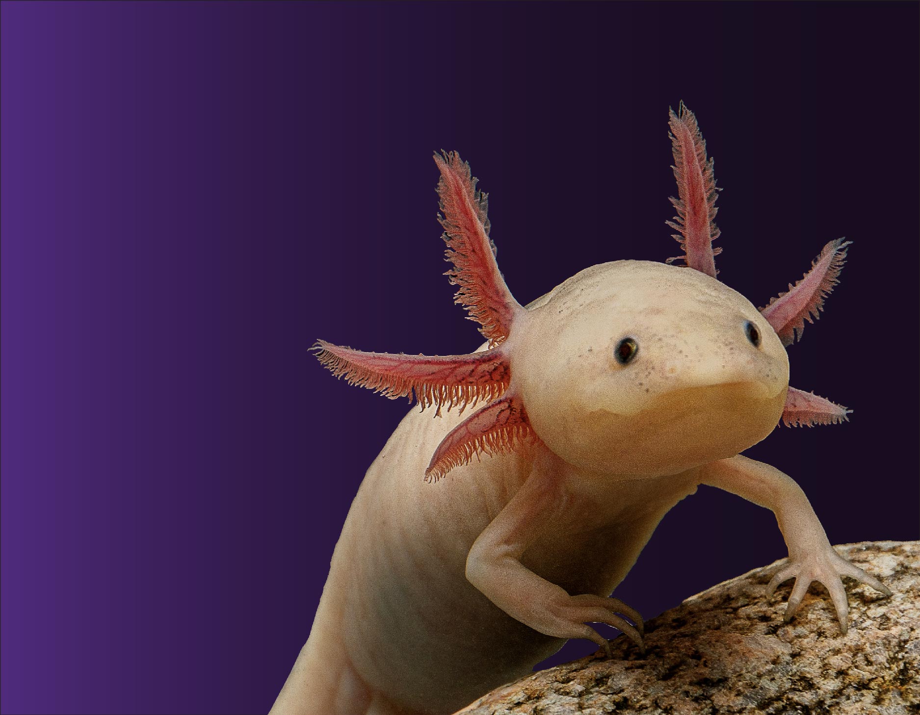 axolotl on rock_mobile