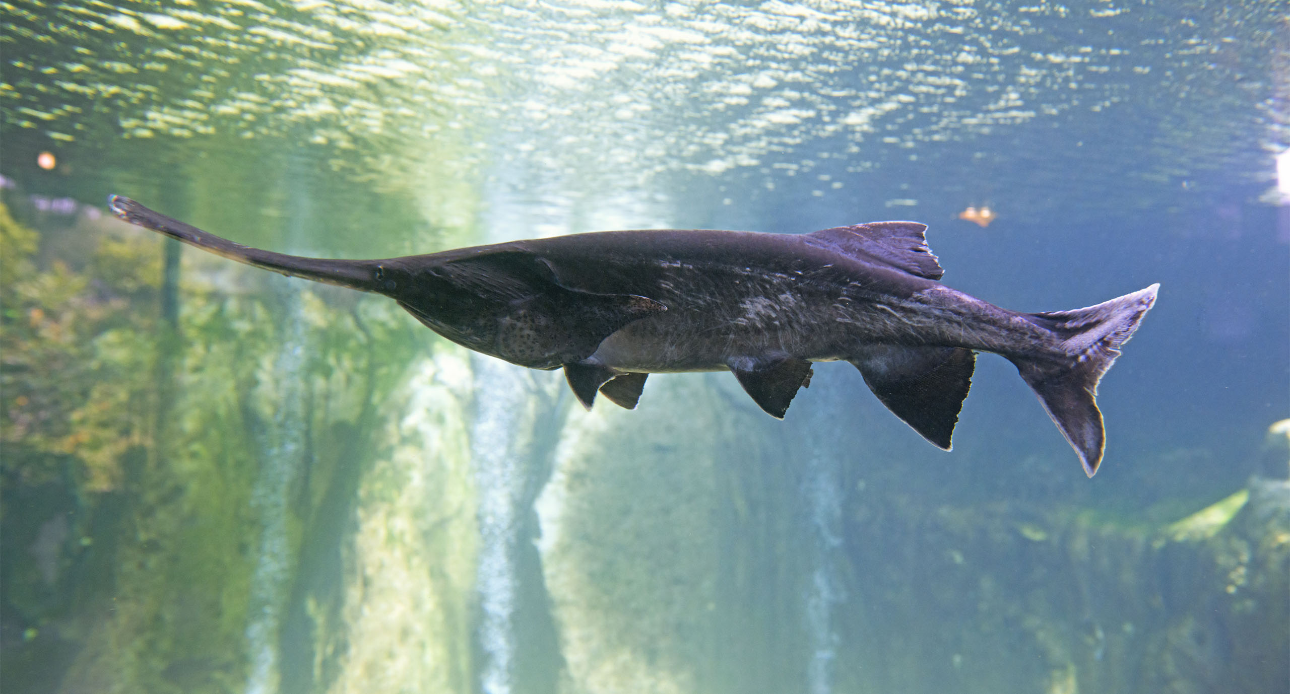 paddlefish swimming